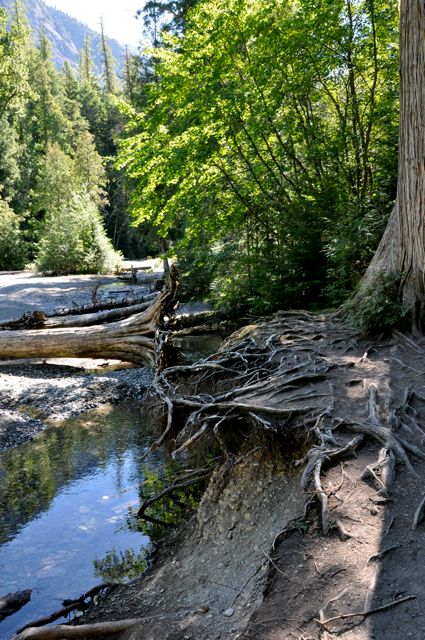 Along Avalanche Creek