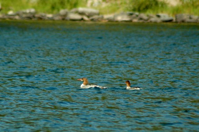 Mergansers, Swiftcurrent Lake