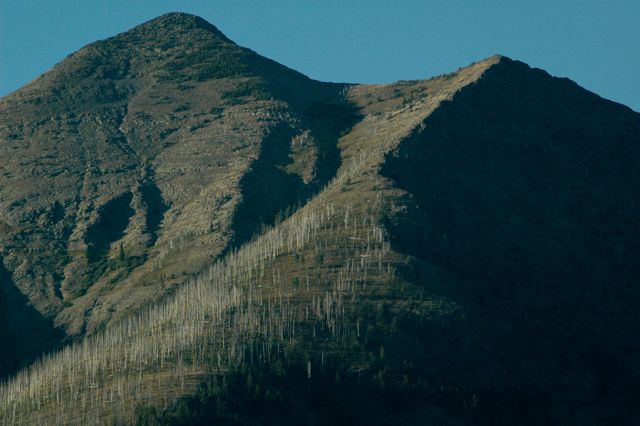 Fire-killed trees along Lake McDonald