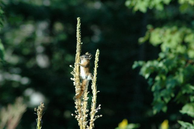 Chipmunk working hard for breakfast