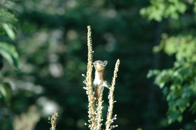 Chipmunk doing gymnastics