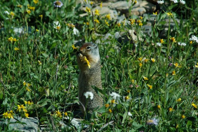 Ground squirrel