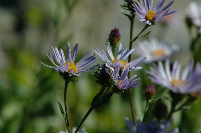 Asters