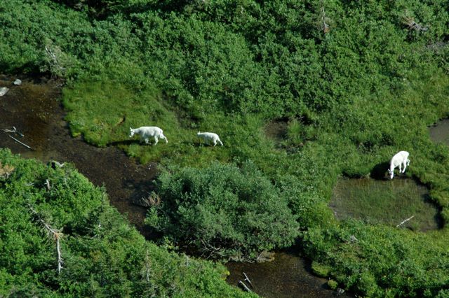 Mountain goats from near Logan Pass