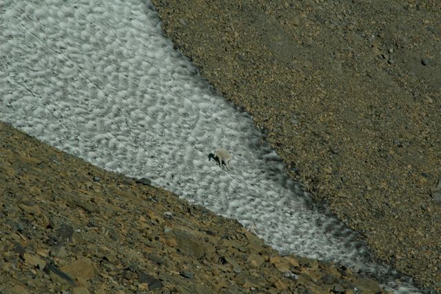 Mountain goat on snow