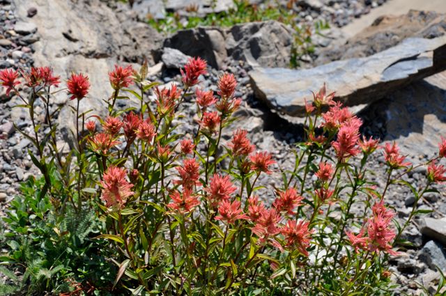Paintbrush flowers