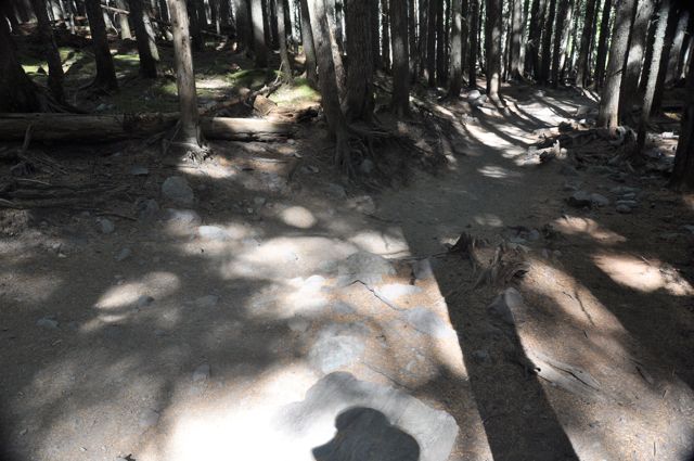 Along Avalanche Lake trail