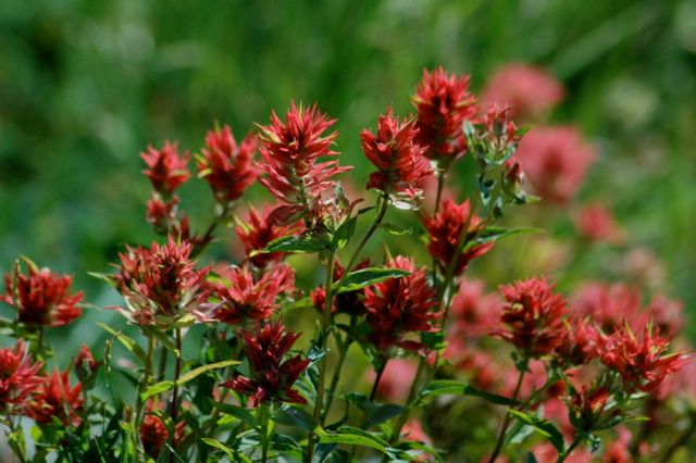 Paintbrush flowers