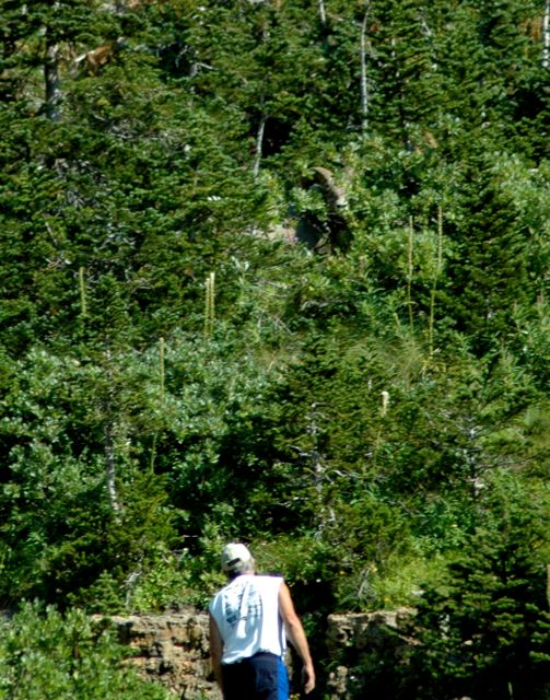 Bighorn sheep and man wanting to get too close