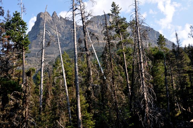 Along trail to St. Mary and Virginia Falls