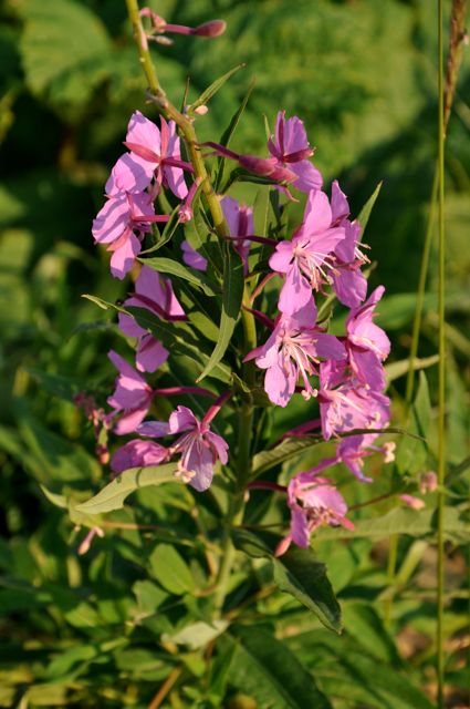 Fireweed