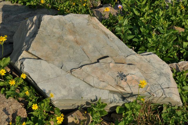 Flowers and rock, Hidden Lake Trail