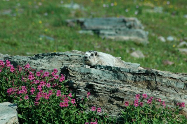 Marmot and flowers, Hidden Lake Trail