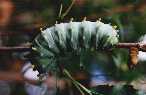 Cecropia moth caterpillar