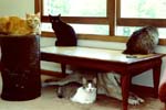 Annie (R.I.P. March 1991), Kitty, Clyde, Kelly and Trouble - July 1990
